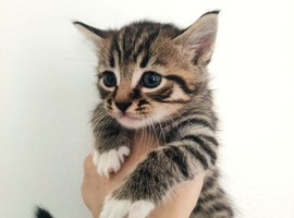 1 Month‑Old Kittens Ready to Reserve &ndash; Collection After 8 Weeks.