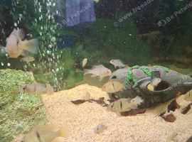 Bandit Cichlids