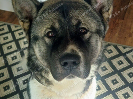 Handsome Boy