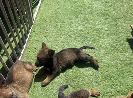 Working line German shepherd puppies