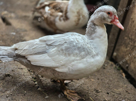 Muscovy ducks