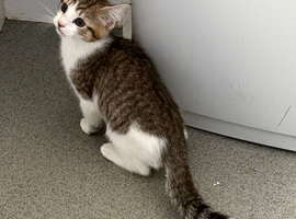 Maine Coon Kittens