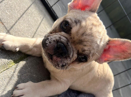 Puppies for Sale