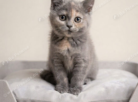 Stunning GCCF registered BRITISH SHORTHAIR