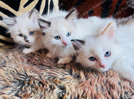 Fabulous Pure Bred Ragdoll Kittens