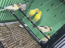 5 Canaries for sale