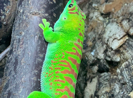 Giant day gecko high red Male