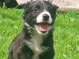 Border collie pups