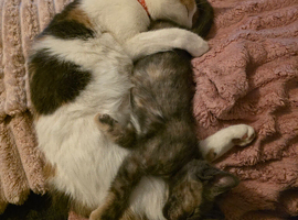Beautiful Female cat needs a forever home