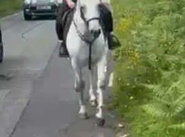 *** 14.2H irish Connemara x sports
