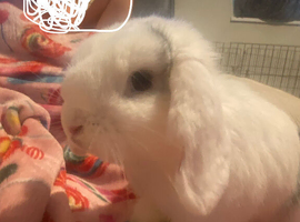 6 month old male mini lop