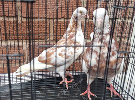 Young beautiful birds