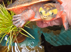 Pink Bellied Sideneck Turtle For Sale