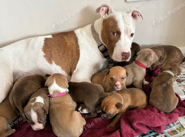 11 Puppies for sale ready 11th September
