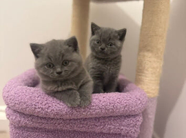 Kitten