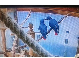 Breading pair of African grey parrot for sale