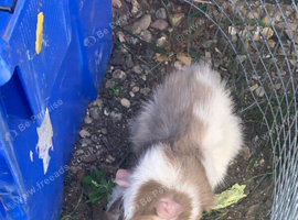 Guinea pig