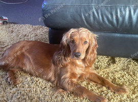 4 year old cocker bitch