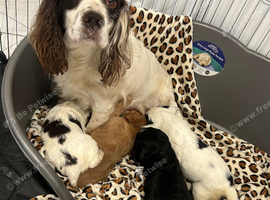 4 beautiful Working Cocker boys