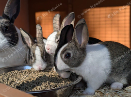 Dutch rabbit babies ready soon