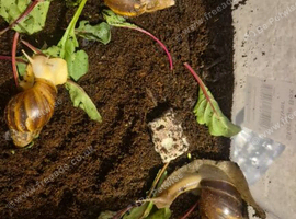 4 african land snails
