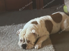 Rocco