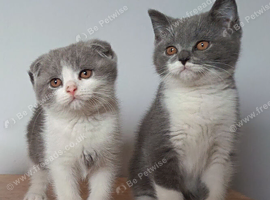 Gorgeous pedigree kittens