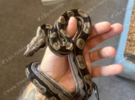 Boa constrictor