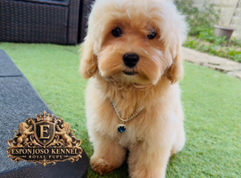 Last Exquisite Esponjoso Royal maltipoo Boy