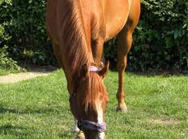 15h 5 year chestnut AQH
