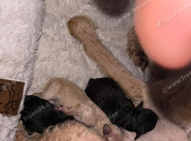 F3 cockapoos