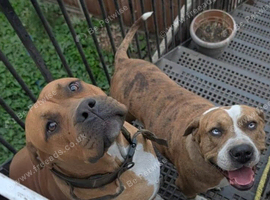 beautiful pups