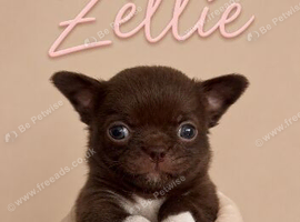 Stunning chihuahua puppies