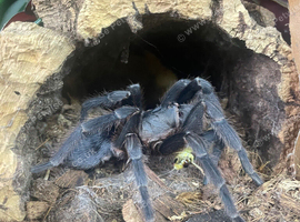 Costa Rica bluefront female and set up