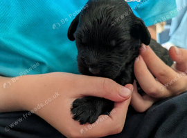 Cavapoo x maltipoo puppies