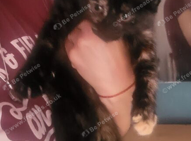 Tortoishell girl