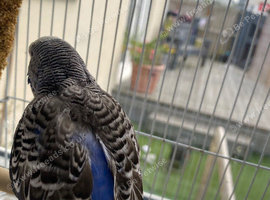 Hen budgie