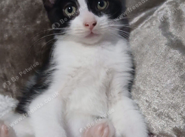 Black & white fluffy male kitten