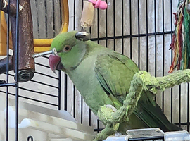 Green male ringneck