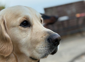 Golden retriever stud