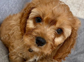 One Adorable miniature F1 red Cavapoo male