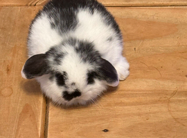 Beautiful Mini lops from show stock