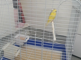 Budgies