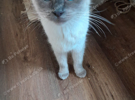 Rag doll kittens
