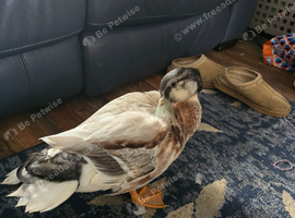 Appleyard duck