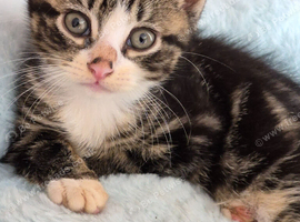2 Beautiful Kittens