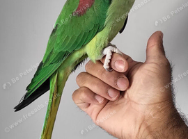 Handreared Silly Tame Alexandrine Parrot