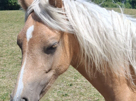 Registered Sec B Palomino Filly,looking for 5* Home