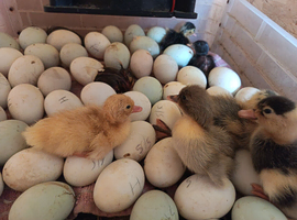 Day old ducklings