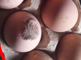 Black jersey giant hatching eggs